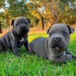 frida & luna female pair